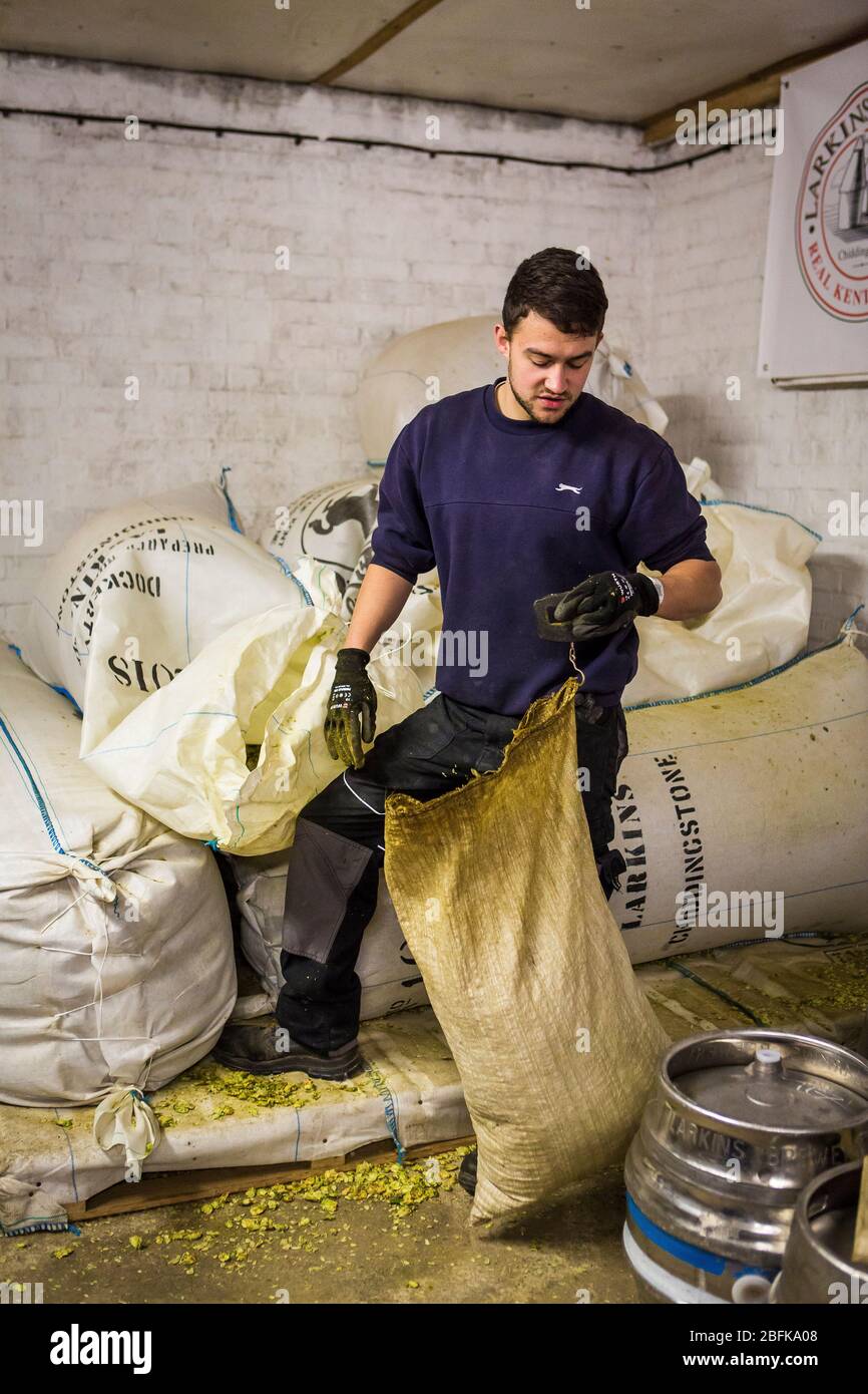 Weighing out hops for brewing at Larkins Brewery award winning brewery and hop farm in Chiddingstone, Kent, UK Stock Photo