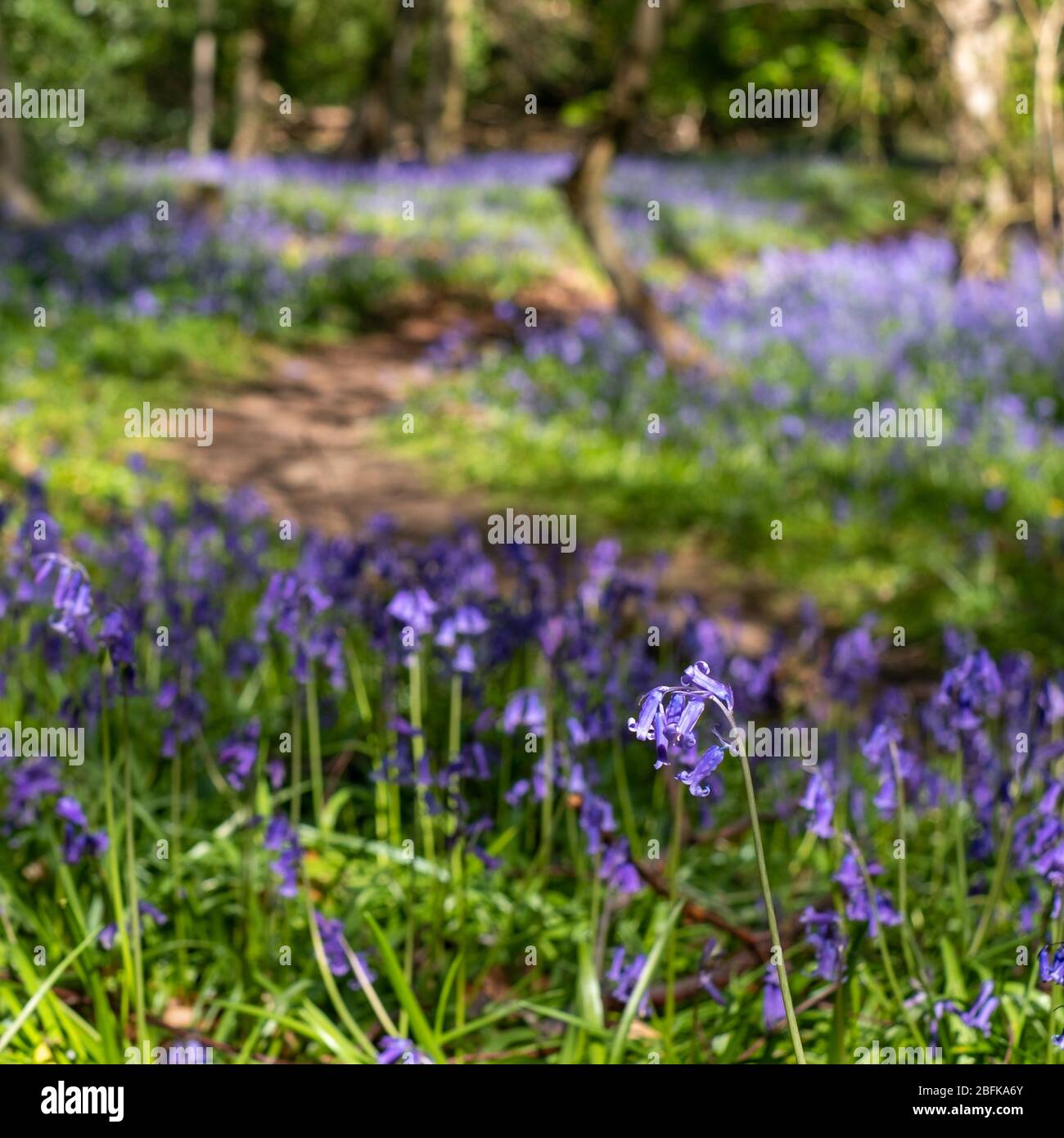 Path through wild bluebells beneath the trees, photographed at Pear Wood next to Stanmore Country Park in Stanmore, Middlesex, UK Stock Photo