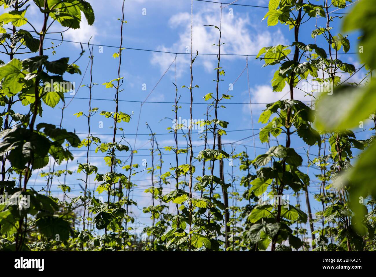 Hop bines at hop harvest and hop picking at Larkins Brewery, award winning brewery and hop farm in Chiddingstone, Kent, UK Stock Photo