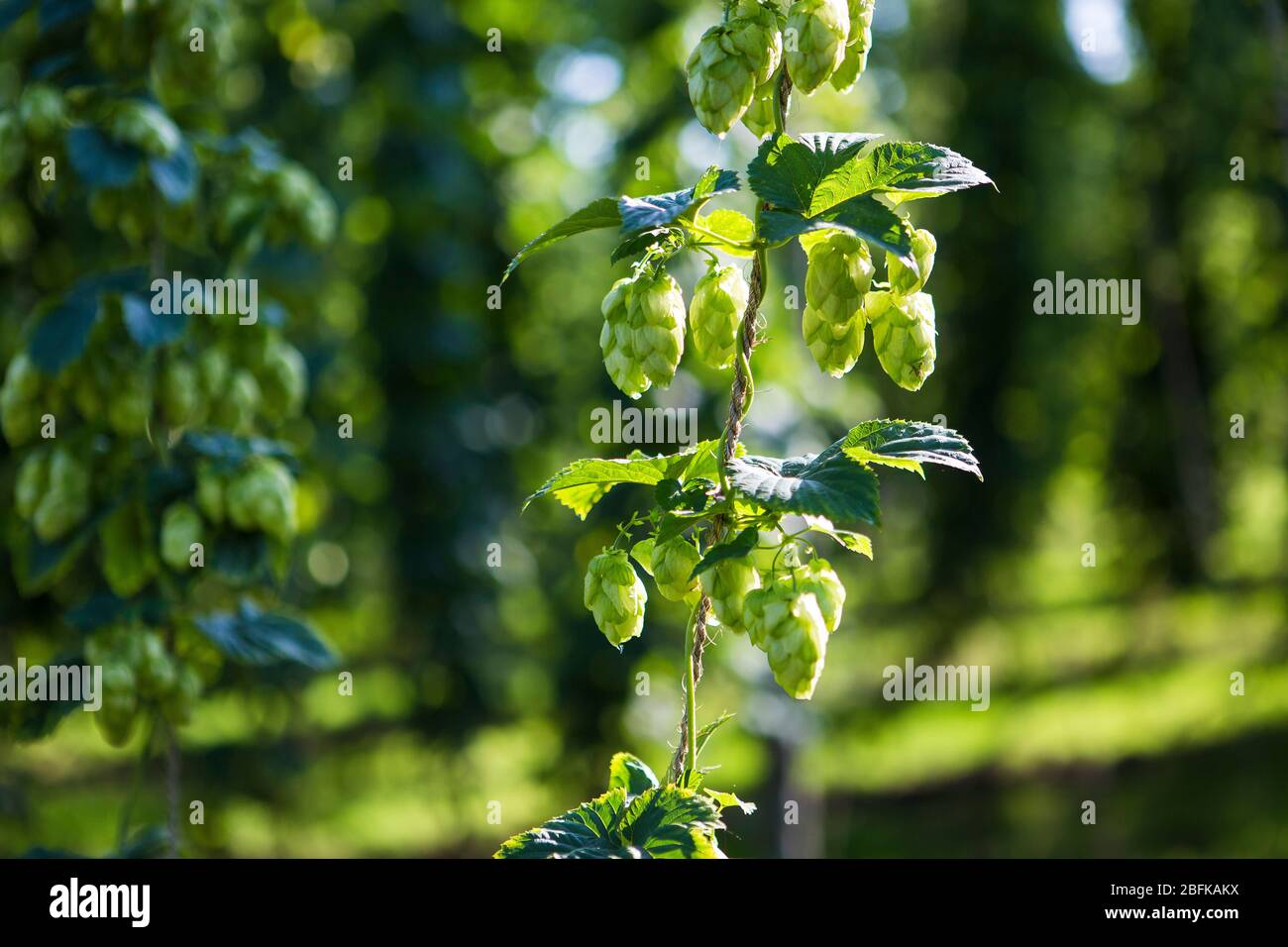 Hop cones and hop flowers at hop harvest and hop picking at Larkins Brewery, award winning brewery and hop farm in Chiddingstone, Kent, UK Stock Photo