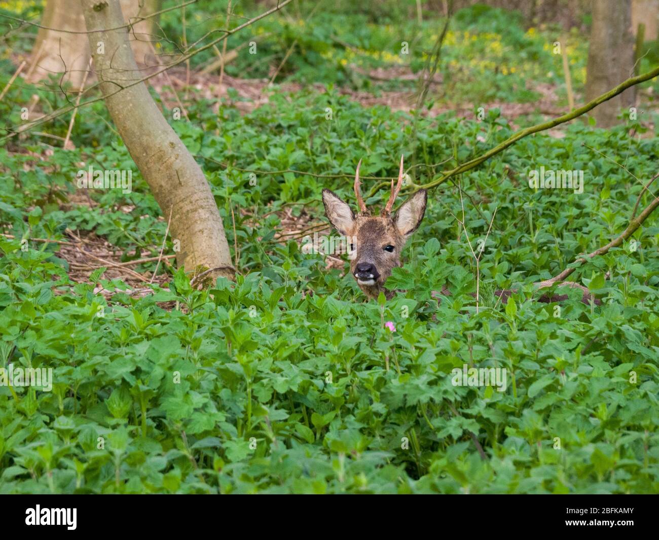 European roe deer (Capreolus capreolus), Laying down in woodland, Cornwall, UK Stock Photo