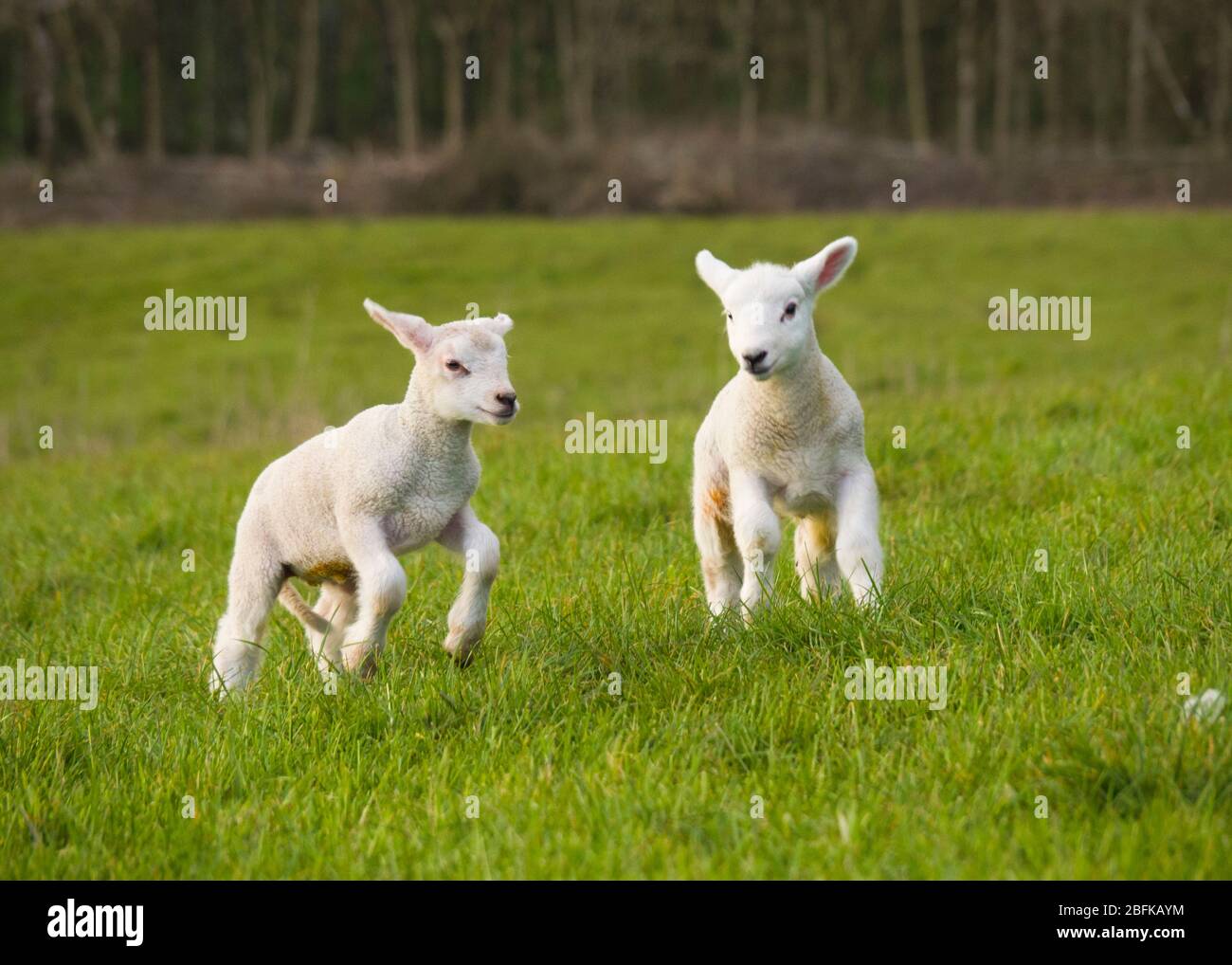 Young lambs playing in the field, UK Stock Photo