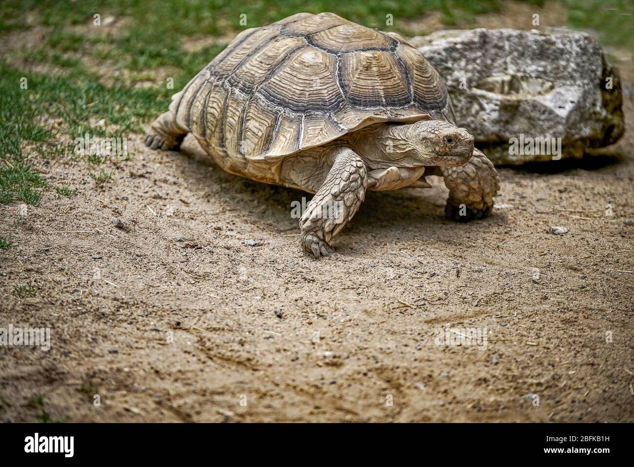 Spornschildkröte im Tierpark Stock Photo