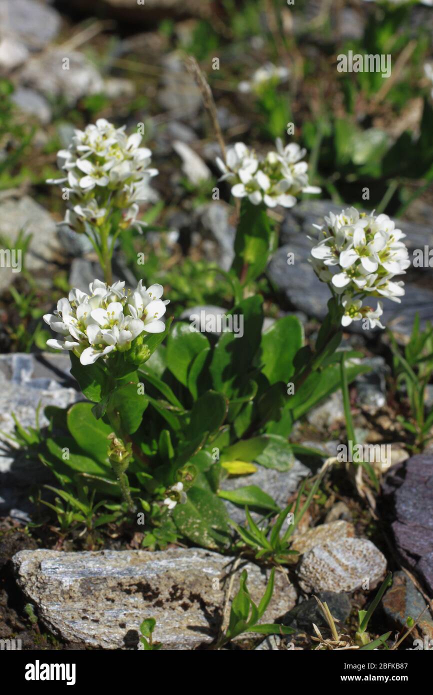 Alpen- Schaumkraut, Cardamine alpine Stock Photo