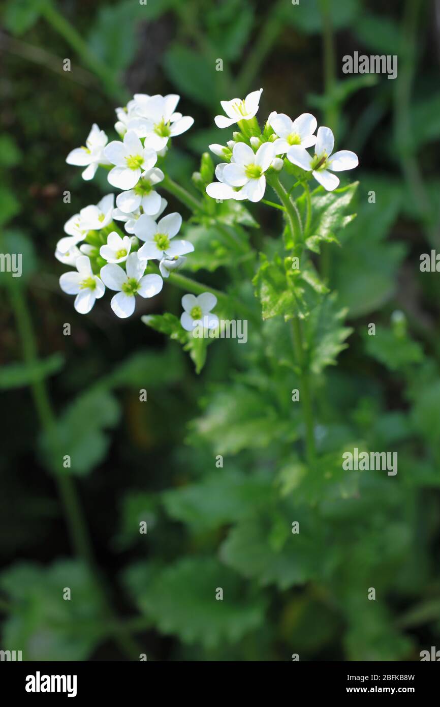 Alpen- Gänsekresse, Arabis alpina ssp. alpina Stock Photo