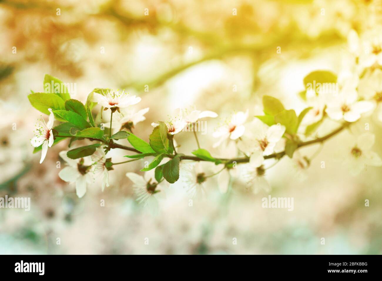 Cherry blossom sunset close up hi-res stock photography and images - Alamy