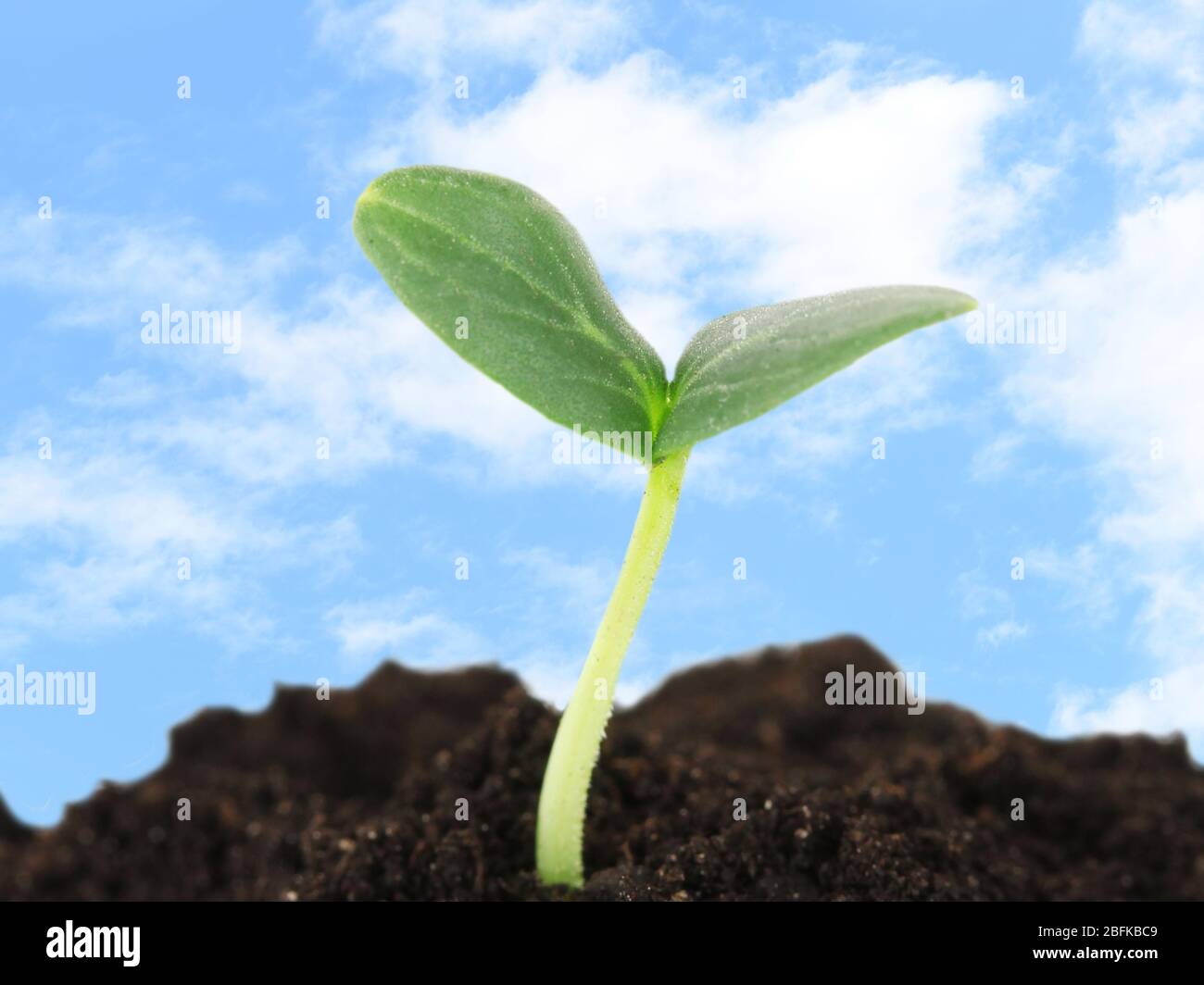 Green seedling growing from soil on blue sky background Stock Photo - Alamy