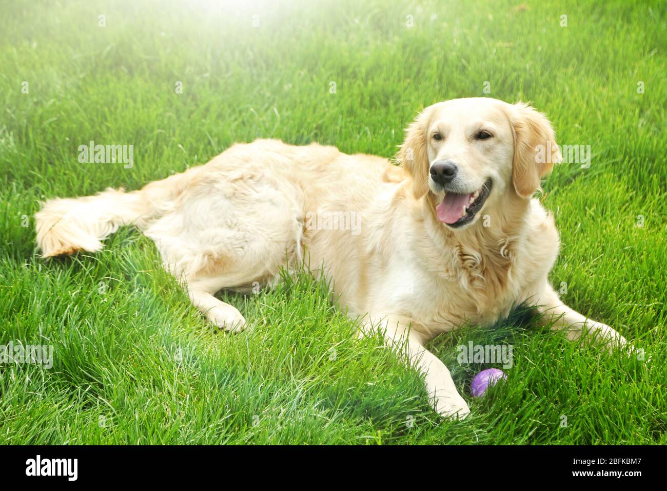 Adorable Golden Retriever lying on green grass, outdoors Stock Photo ...