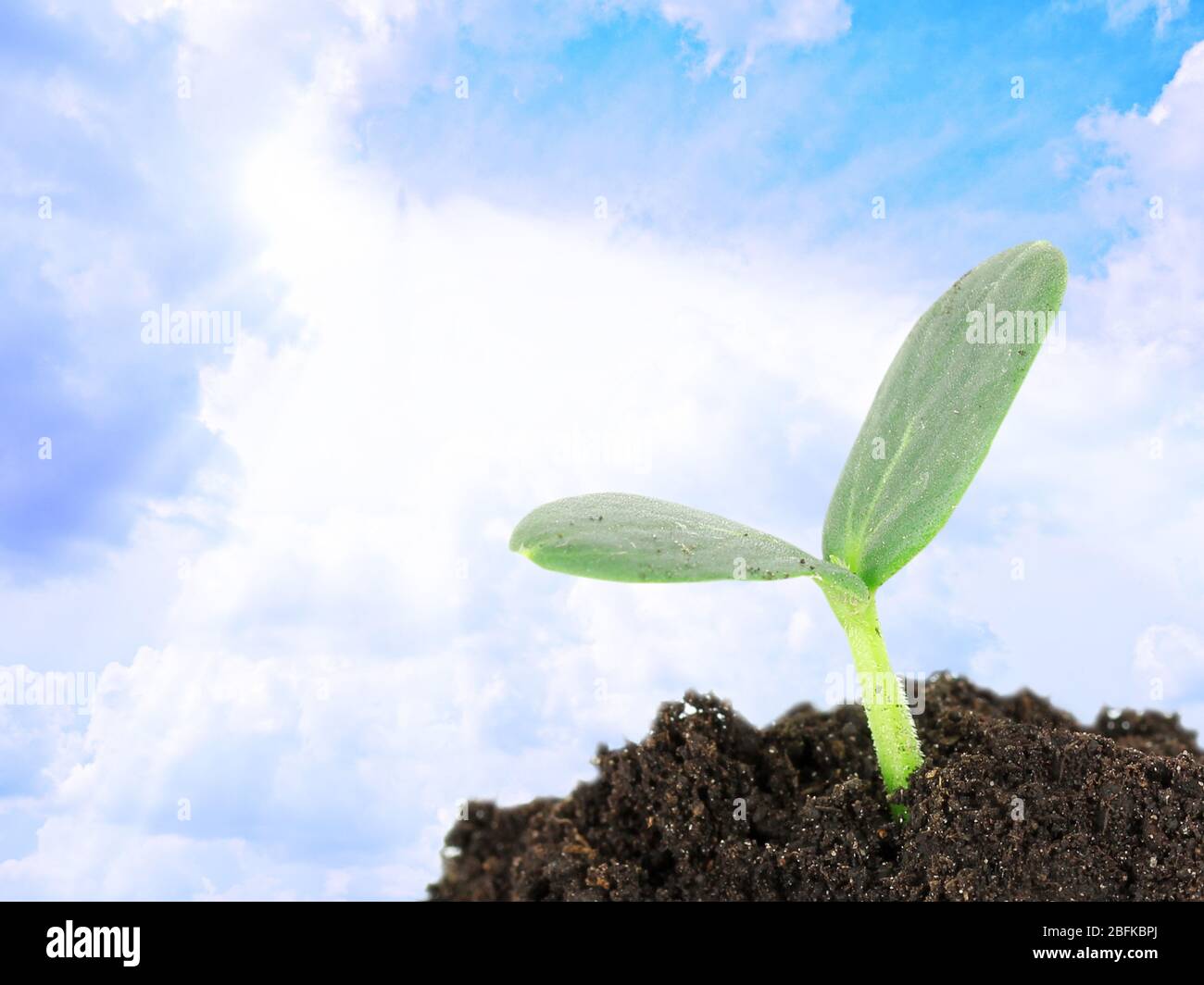 Green seedling growing from soil on blue sky background Stock Photo - Alamy