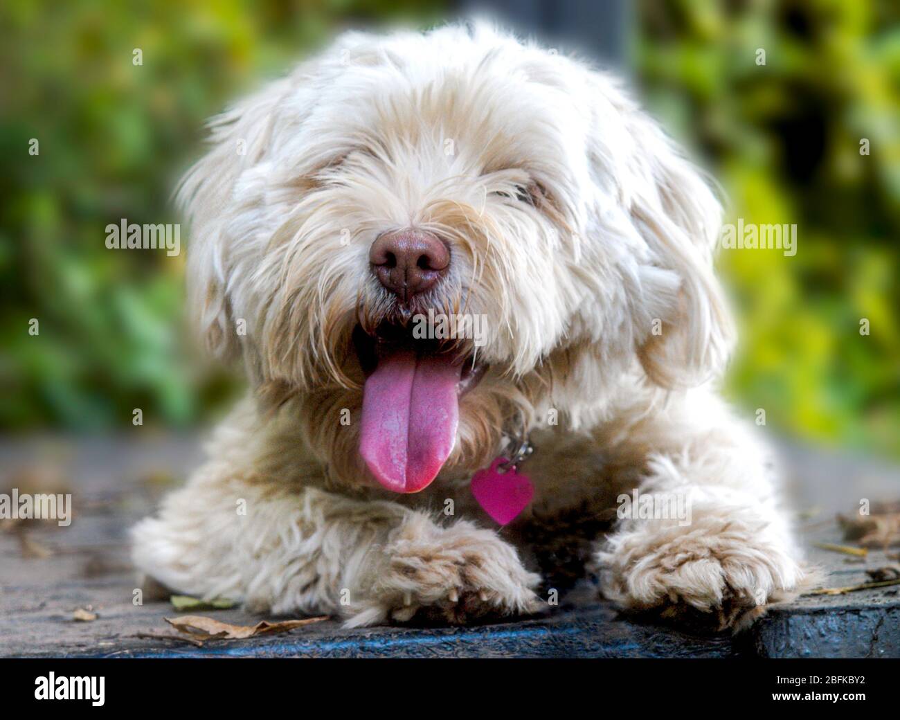 fluffy little white dog