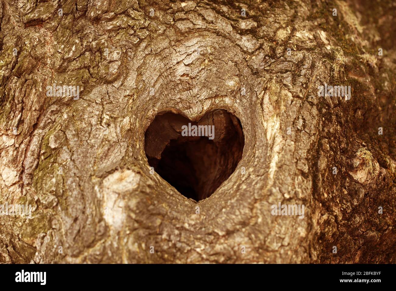 Беличье дупло. Беличье дупло. Дупло мамы. Дерево с дуплом. Дупло мамы.