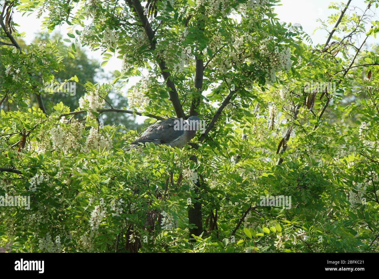 Taube im Akazienbaum Stock Photo