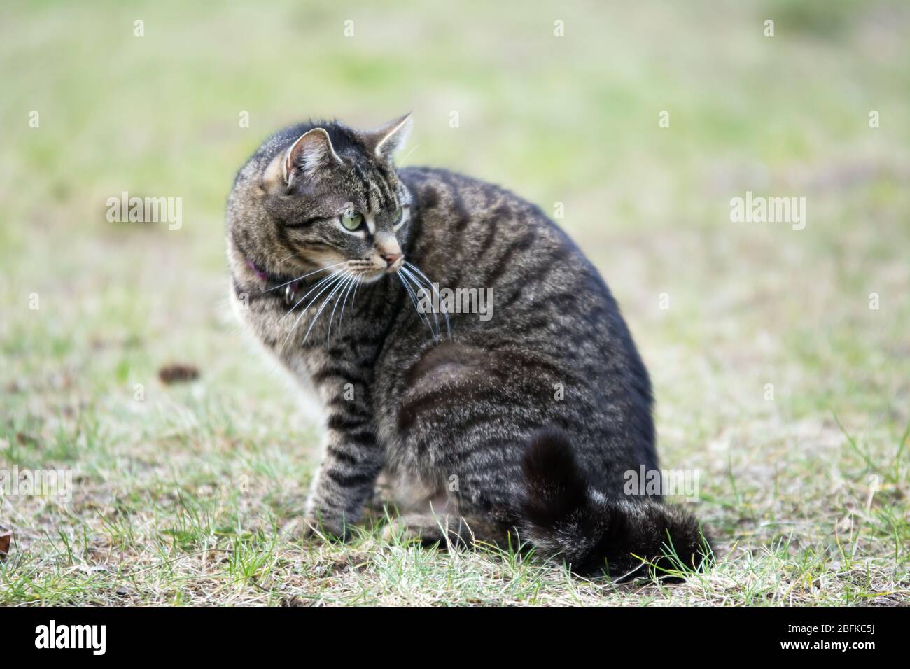 https://c8.alamy.com/comp/2BFKC5J/striped-grey-tabby-cat-sitting-on-the-grass-looking-back-watchful-2BFKC5J.jpg