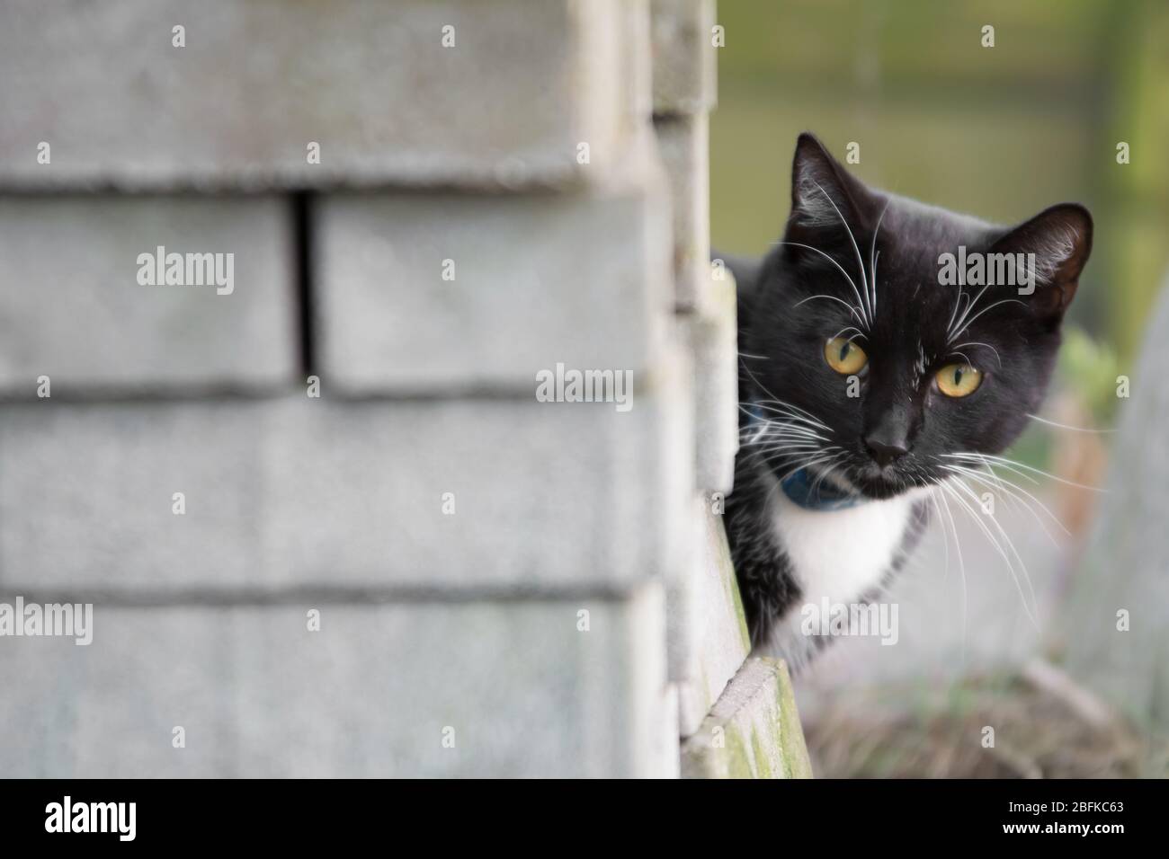 Black and white cat looking from behind a pile of concrete blocks Stock Photo