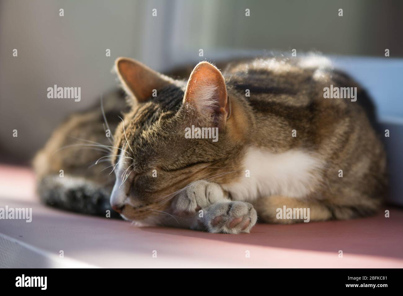 White brown and beige cat sleeping on a window sill Stock Photo