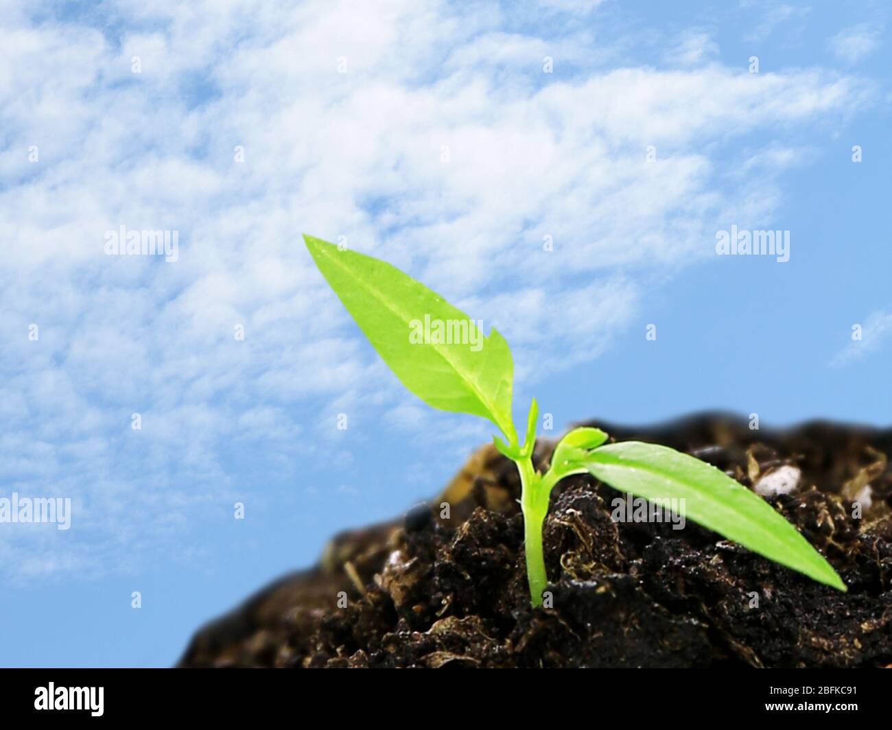 Green seedling growing from soil on blue sky background Stock Photo - Alamy