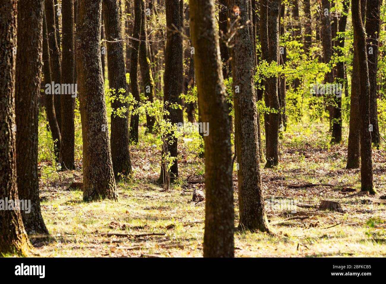 Green forest in spring time Stock Photo