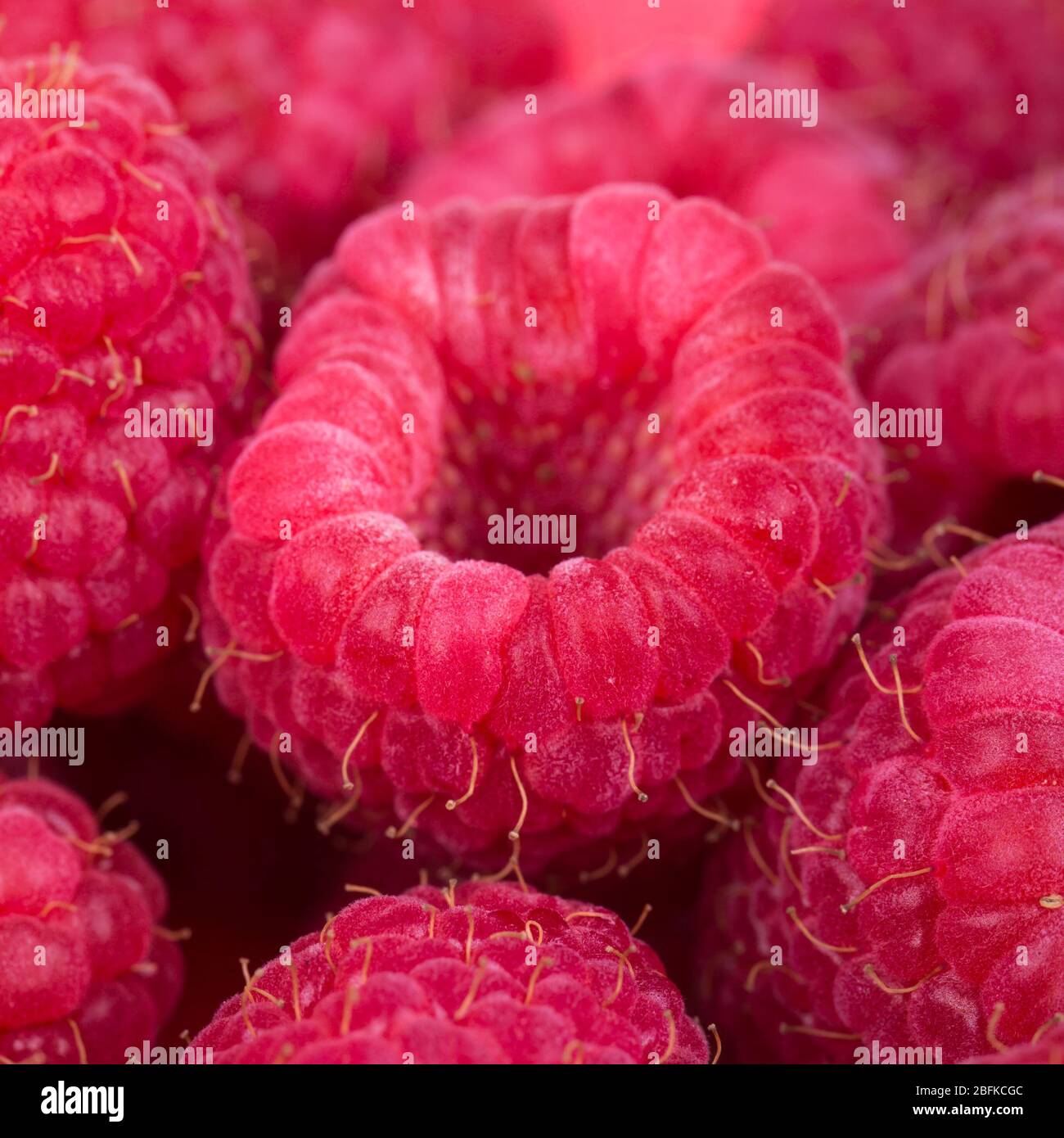 Bright pink raspberries hi-res stock photography and images - Alamy