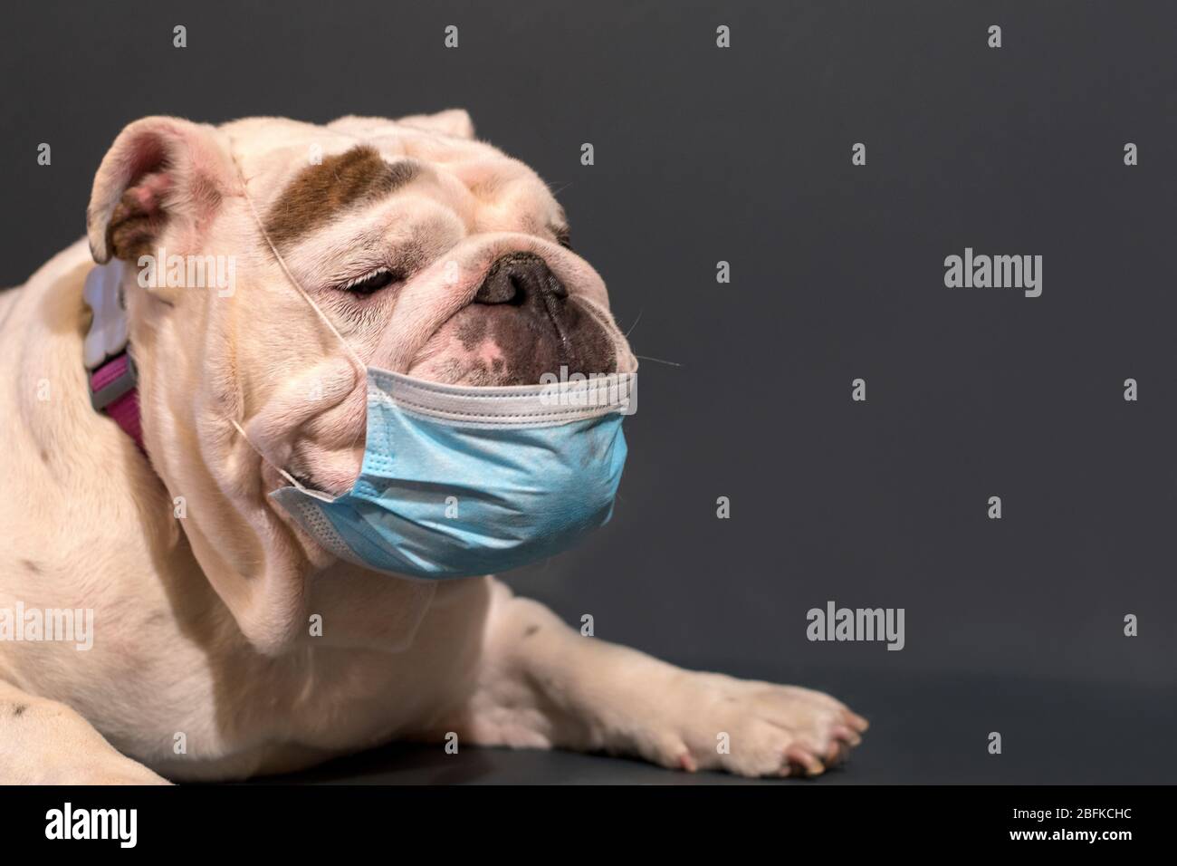 Bulldog medical cheap