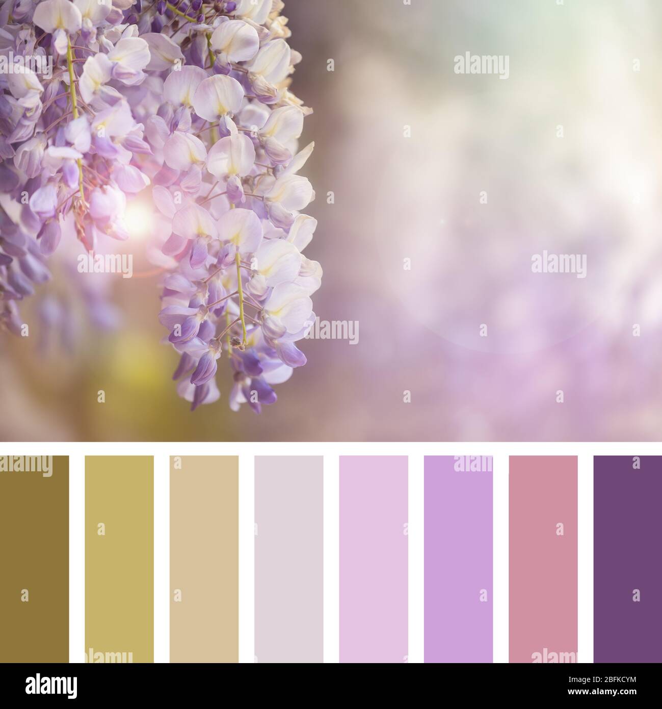 Wisteria flowers in early summer sunlight, in a colour palette with complimentary swatches Stock