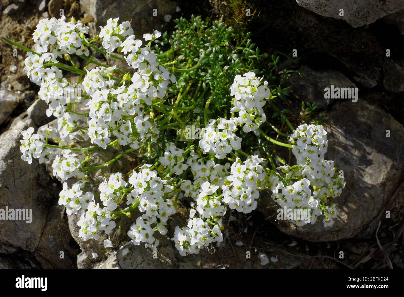 Alpen- Gamskresse, Pritzelago alpina ssp. alpina Stock Photo