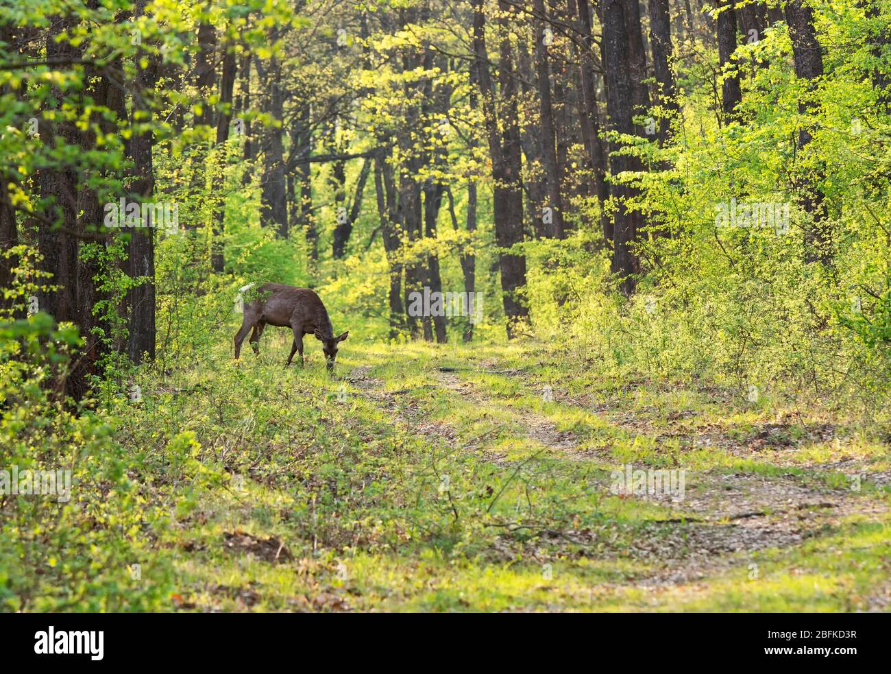 Deer in spring forest Stock Photo