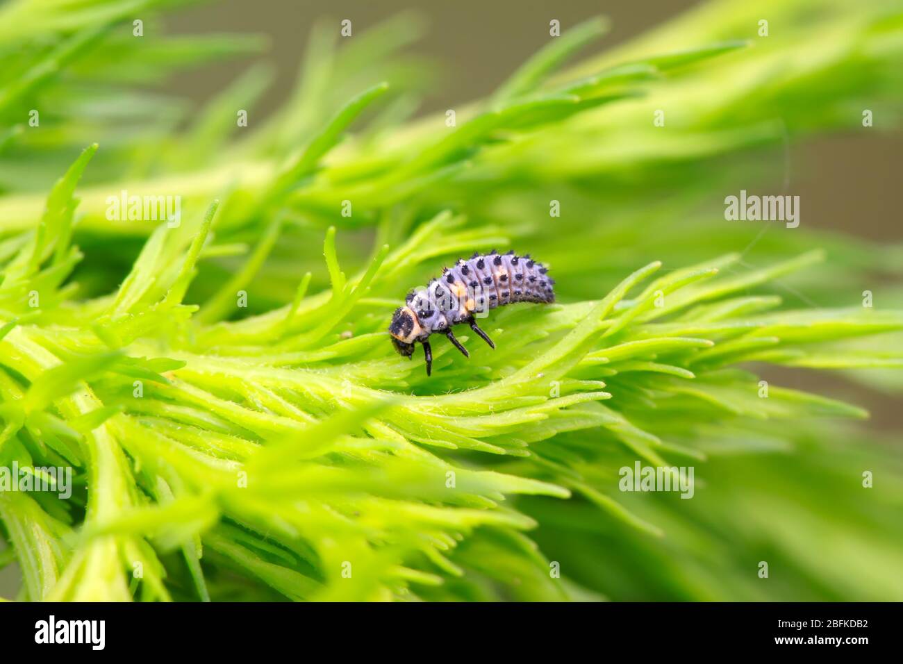 insect pupae of harmonia axyridis on a green leaf, taken photos in the ...