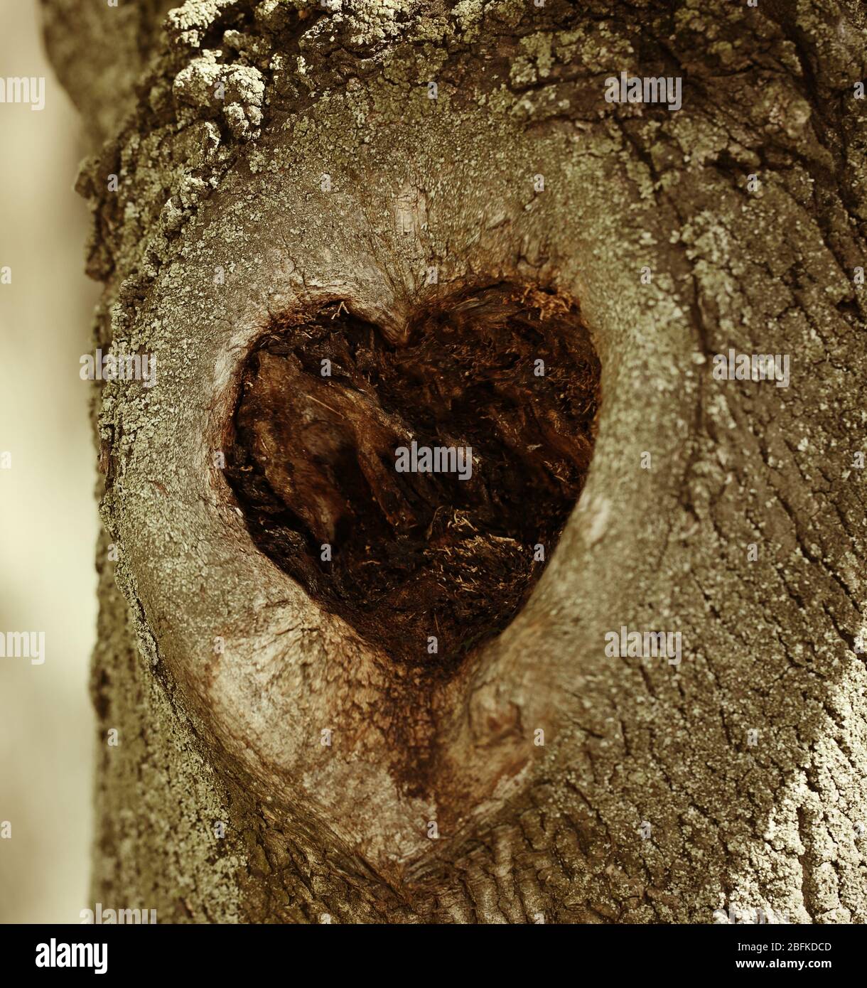 Tree hollow in heart shape close-up Stock Photo