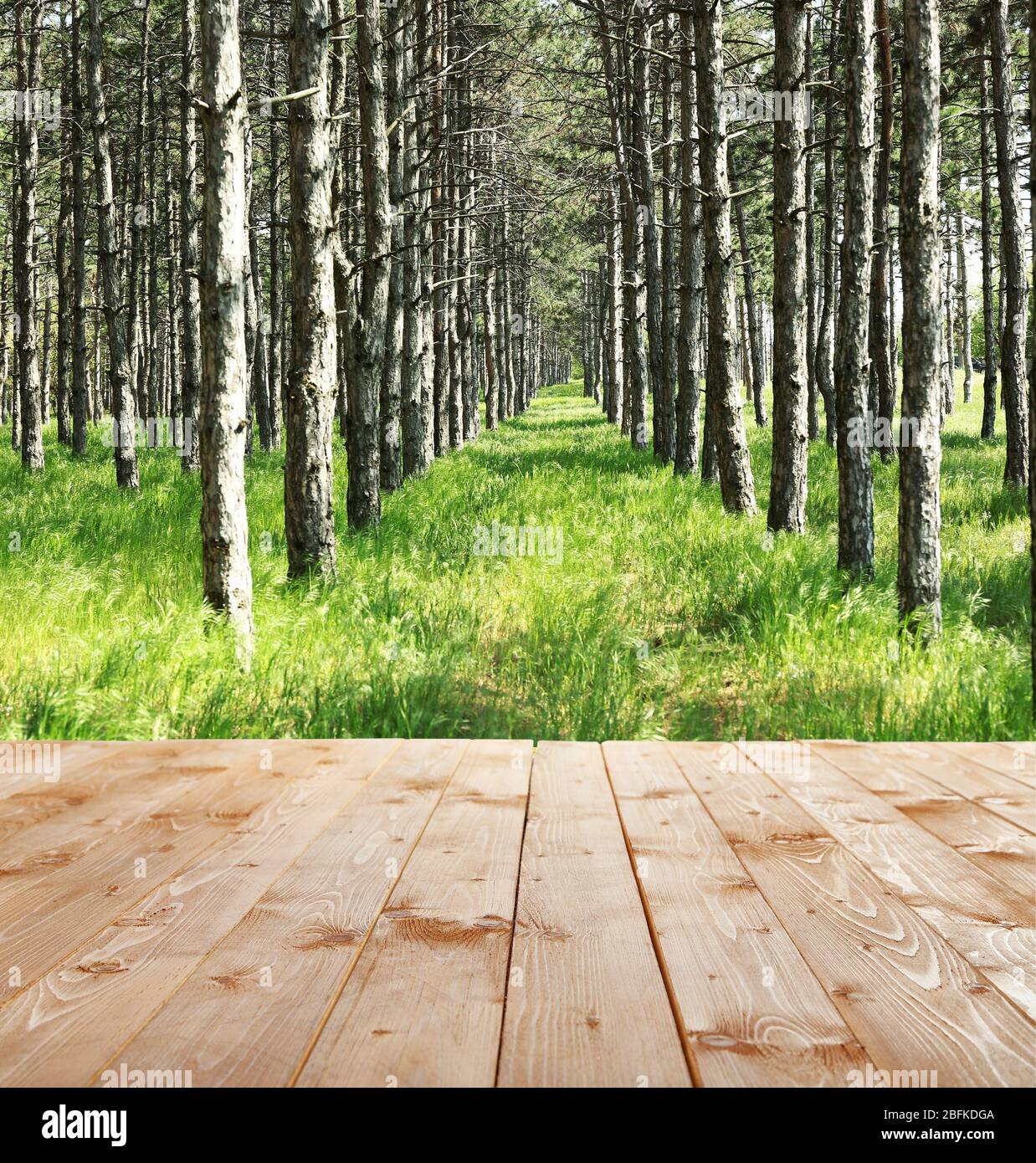 Beautiful Forest Nature Background Stock Photo Alamy Beautiful Forest Nature Background Stock Photo Alamy