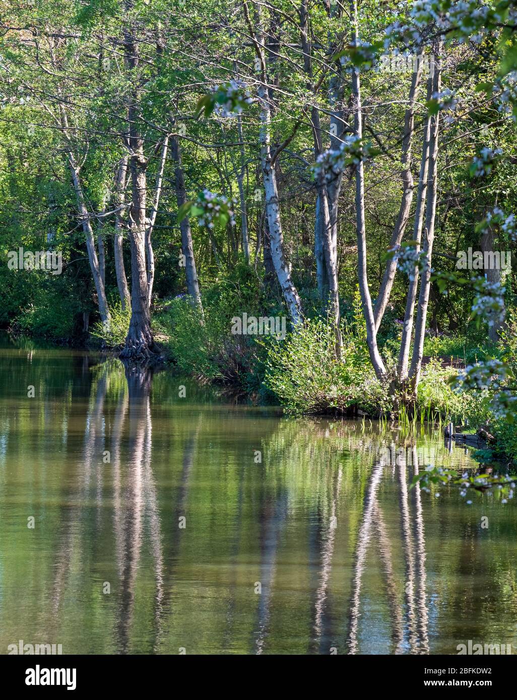 40 Acre Pit Trees Reflected In Calm Lake In Pear Wood Next To Stanmore Country Park Stanmore