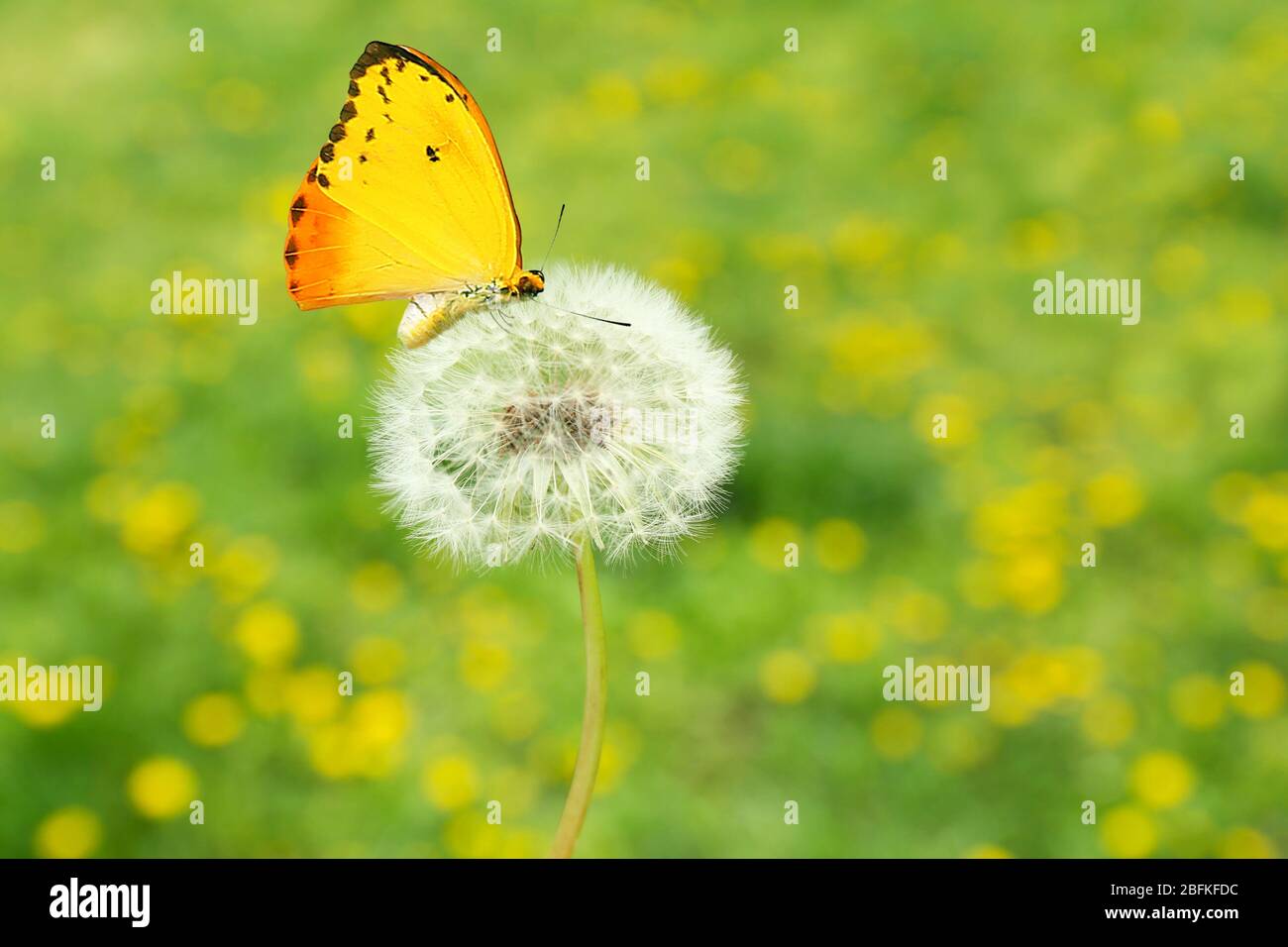 Beautiful butterfly on dandelion on nature background Stock Photo - Alamy