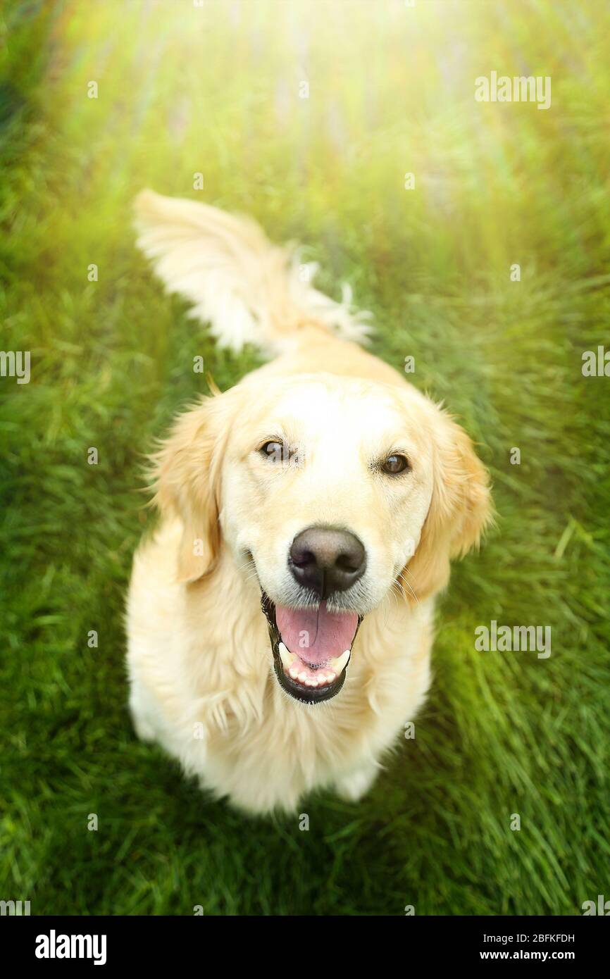 Adorable Golden Retriever on green grass, outdoors Stock Photo - Alamy