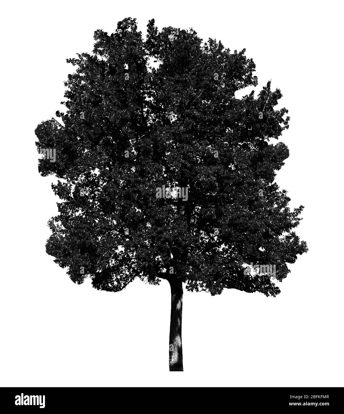 Black tree silhouette, isolated on white Stock Photo