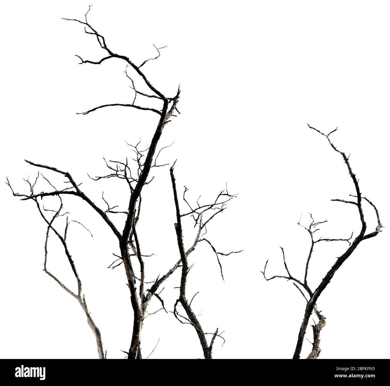 Dry branches Cut Out Stock Images & Pictures Alamy