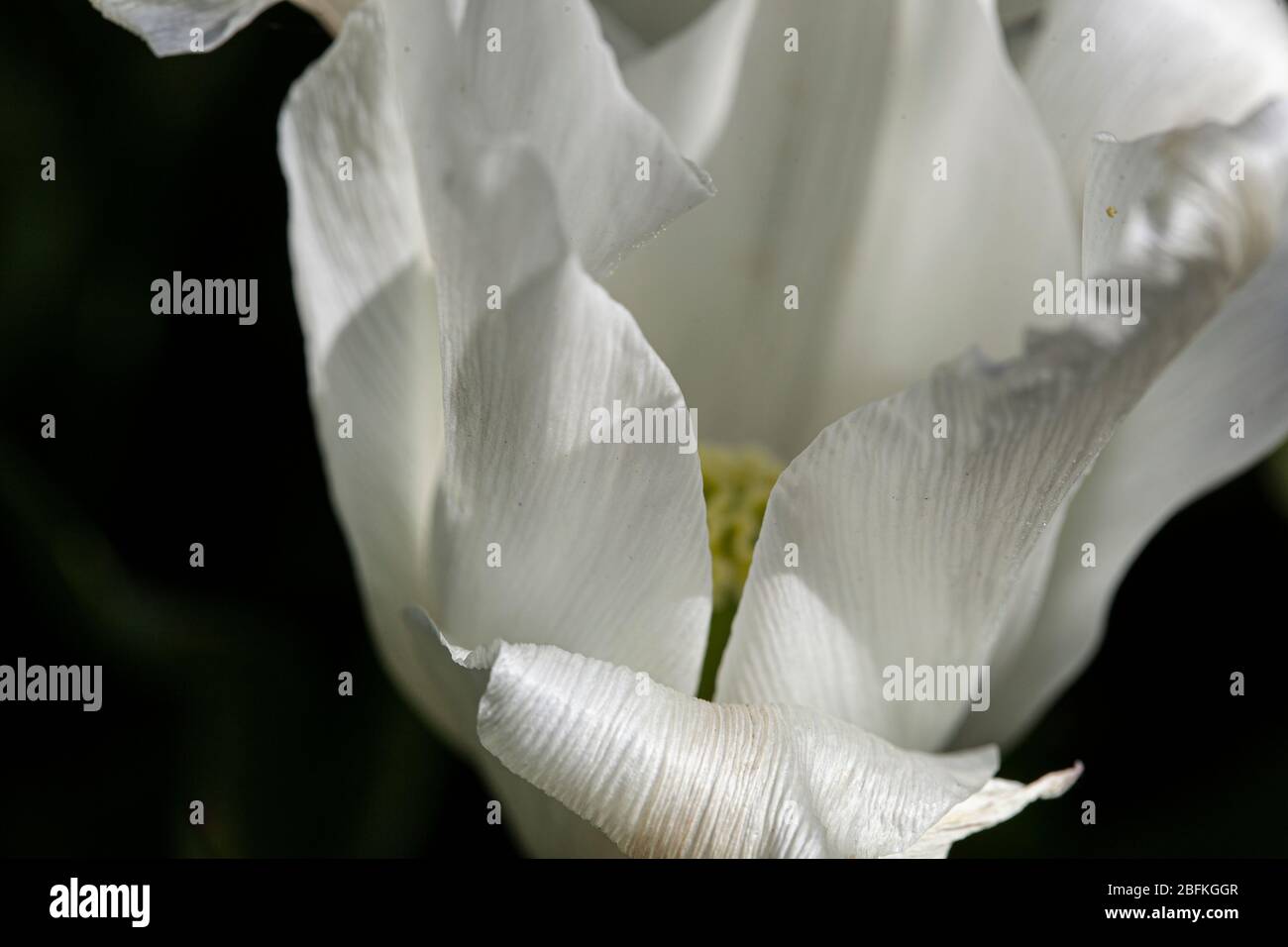 tulip close up Stock Photo