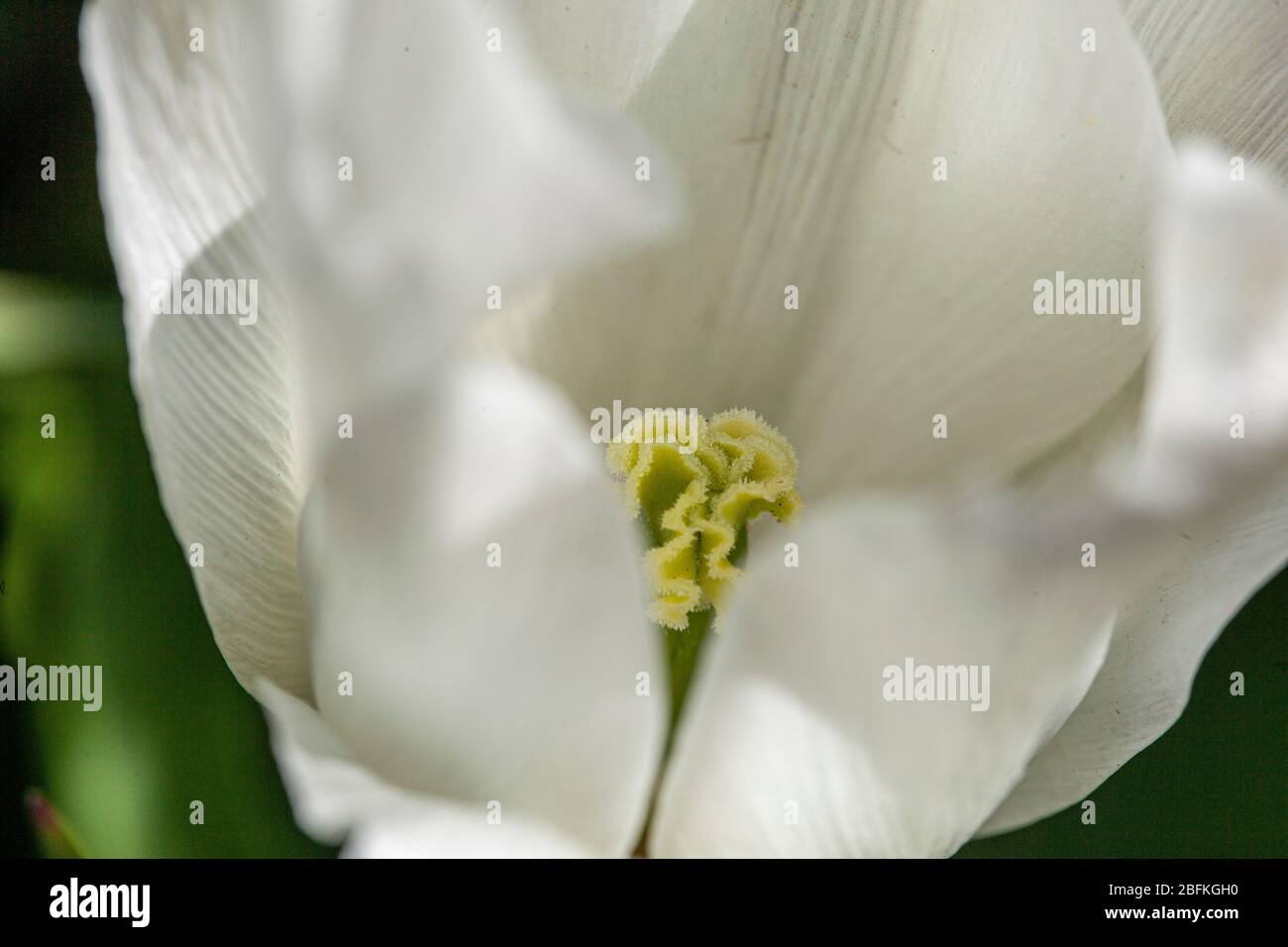 tulip close up Stock Photo