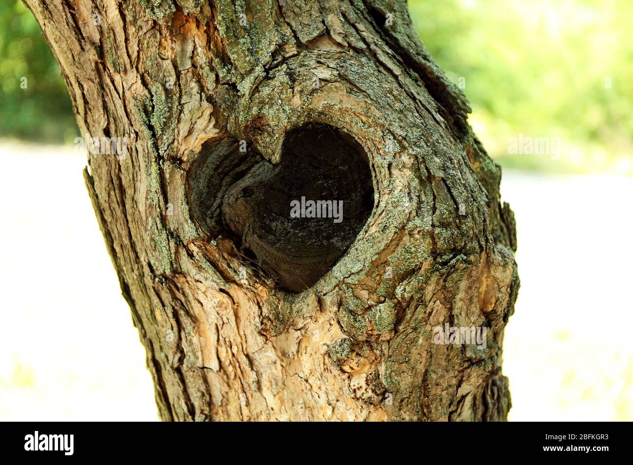 Tree hollow in heart shape close-up Stock Photo
