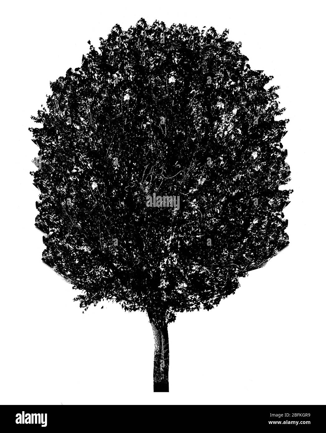 Black tree silhouette, isolated on white Stock Photo