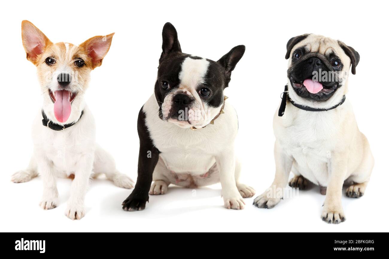 Dogs isolated on white Stock Photo - Alamy