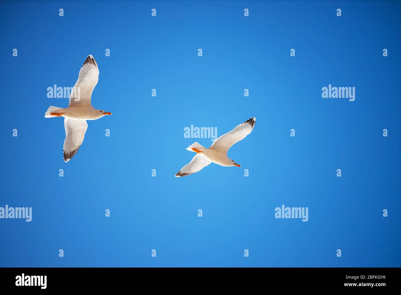 Blue bird flying free freedom hi-res stock photography and images - Alamy
