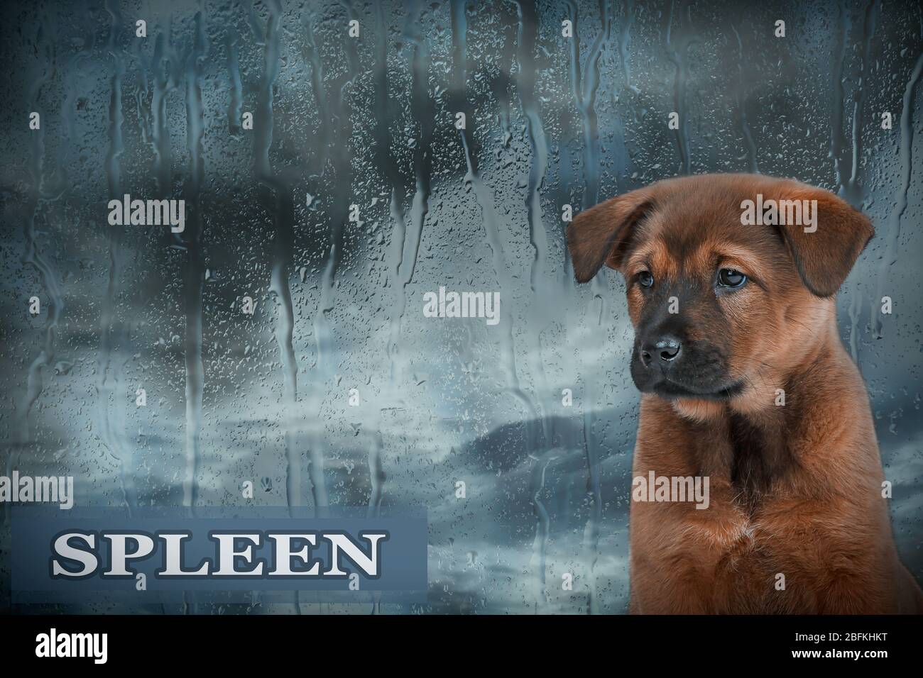 Sad dog on rain background Stock Photo