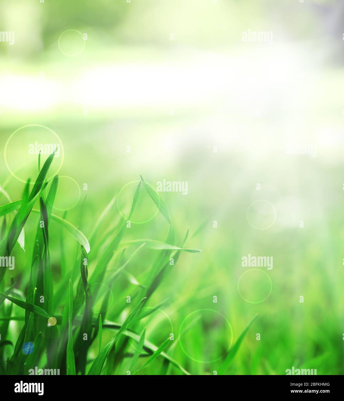 Spring or summer season abstract nature background with green grass ...