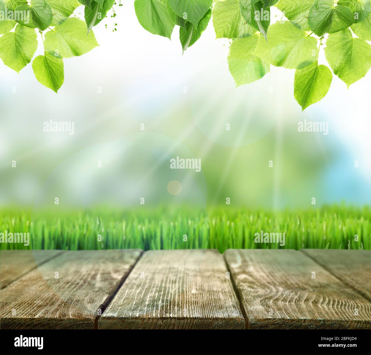 Spring or summer season abstract nature background with green leaves ...