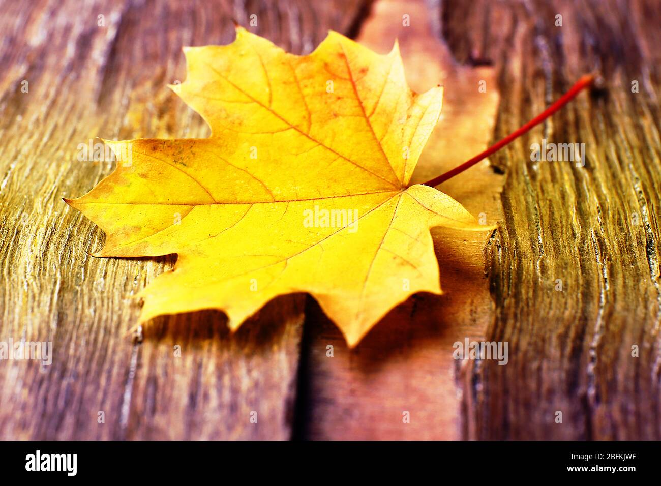 Autumn leaf on wooden background Stock Photo