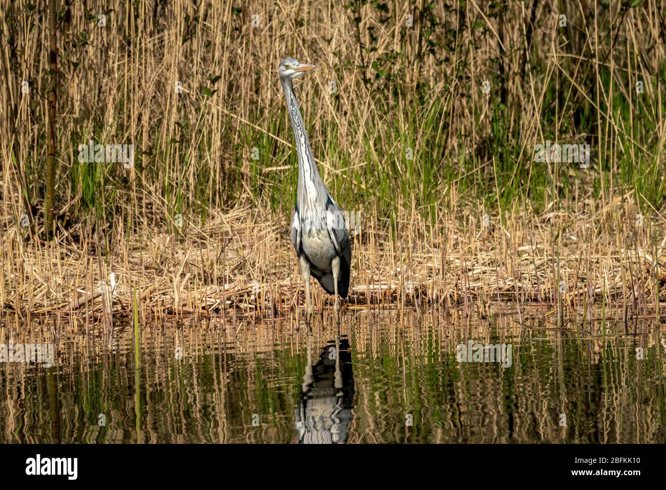 close up of a gray heron (ardea cinerea) in it´s natural habitat at a lakeside Stock Photo