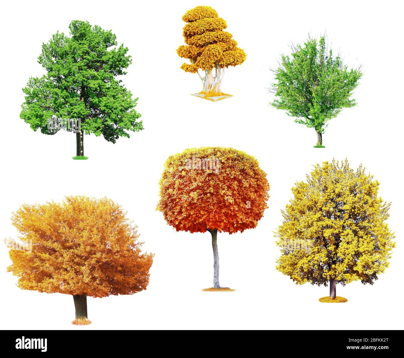 Different trees, isolated on white background Stock Photo - Alamy