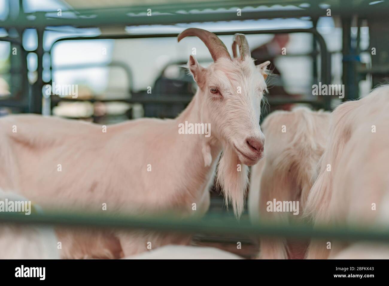 Female goat in pen on livestock farm looking at camera Stock Photo