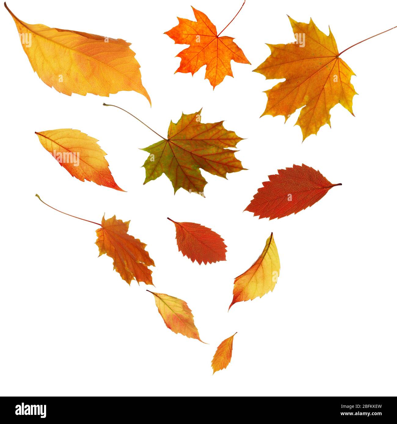 Autumn Leaves Falling Down