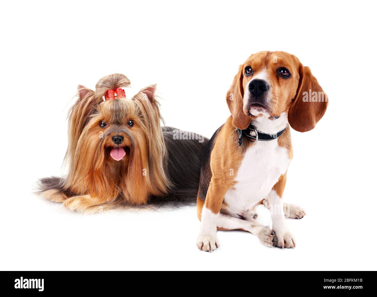 Cute dogs isolated on white Stock Photo - Alamy