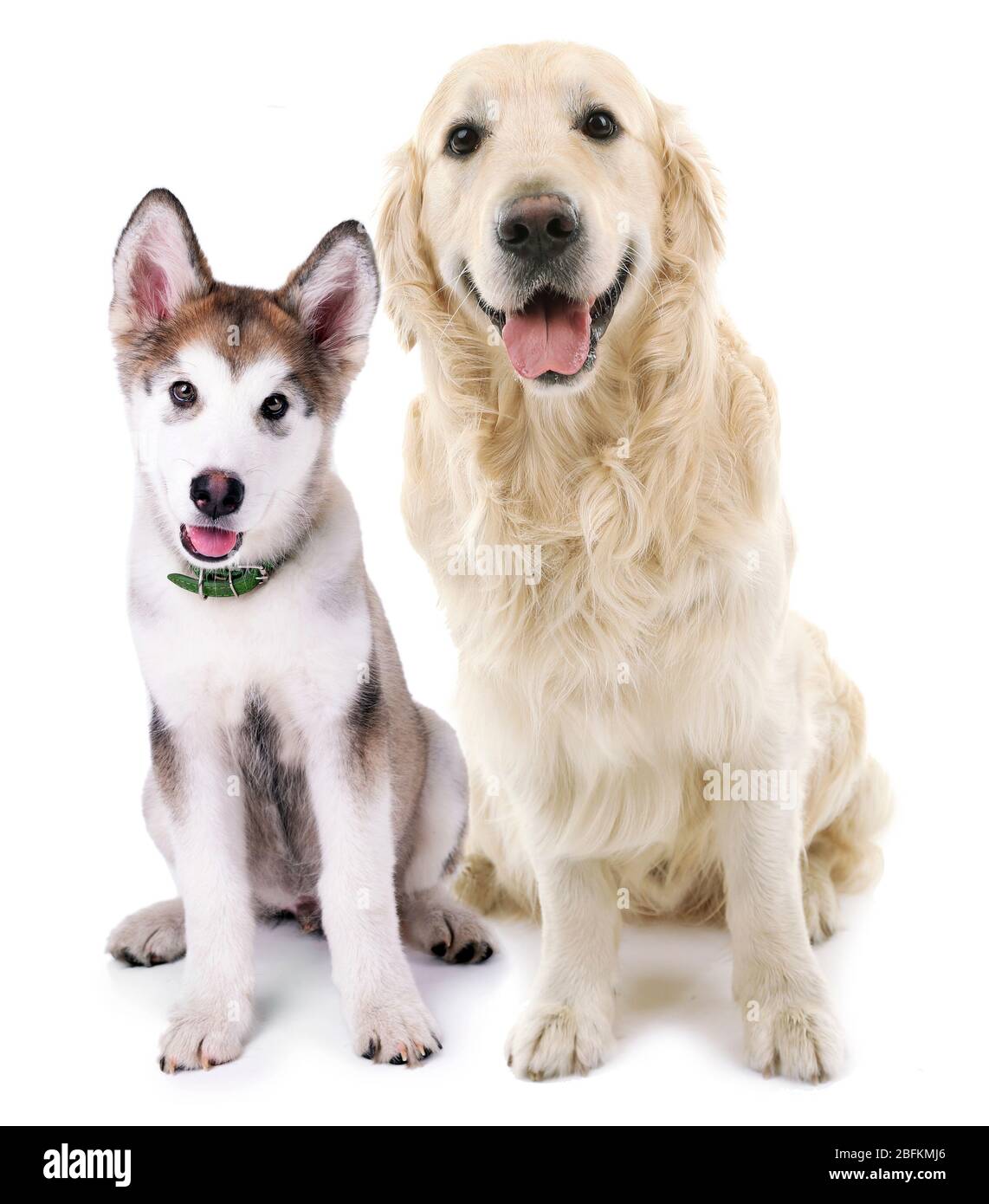 Cute dogs isolated on white Stock Photo - Alamy